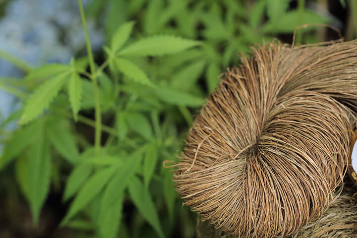 Hemp fiber is used in a surprising variety of products.